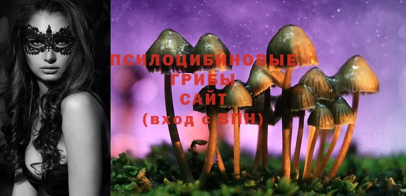 где продают наркотики  Болхов  Галлюциногенные грибы MAGIC MUSHROOMS 